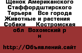 Щенок Американского Стаффордштирского Терьера - Все города Животные и растения » Собаки   . Костромская обл.,Вохомский р-н